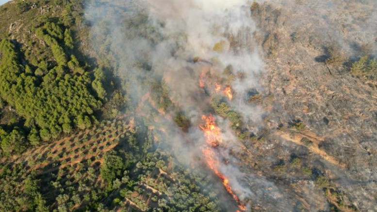 ANTALYA'DA ORMAN YANGINI