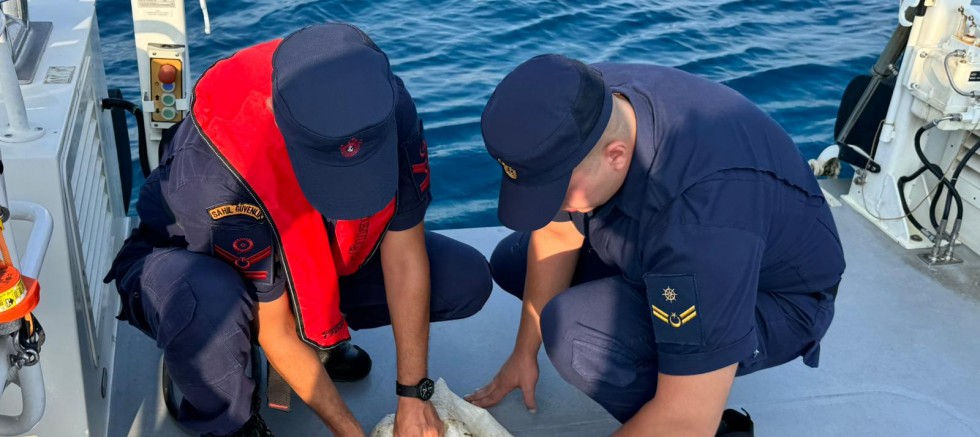 SIDE AÇIKLARINDA YARALI YEŞİL DENİZ KAPLUMBAĞASI KURTARILDI
