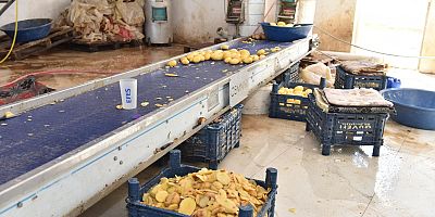 1,5 TON PATATES İMHA EDİLDİ
