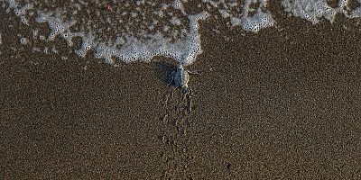 ANTALYA'DA CARETTA CARETTA YAVRULARI DENİZLE BULUŞTU