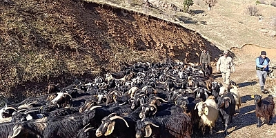 ANTALYA'DA KEÇİ ALARMI VERİLMELİ