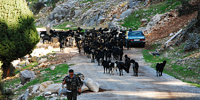 ANTALYA’DA YÖRÜKLERİN YAYLADAN İNİŞİ BAŞLADI