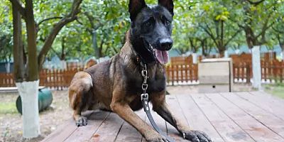 TİNA, ANTALYA’NIN İLK ENKAZDA CANLI ARAMA SERTİFİKALI KÖPEĞİ OLDU