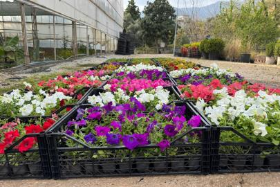 BAYRAM ÖNCESİ 67 BİN ÇİÇEK VATANDAŞLA BULUŞACAK