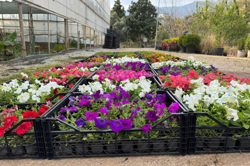 BAYRAM ÖNCESİ 67 BİN ÇİÇEK VATANDAŞLA BULUŞACAK