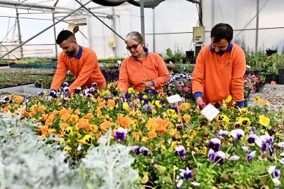 130 BİN DAL ÇİÇEKLE FENER MAHALLESİ RENKLENİYOR