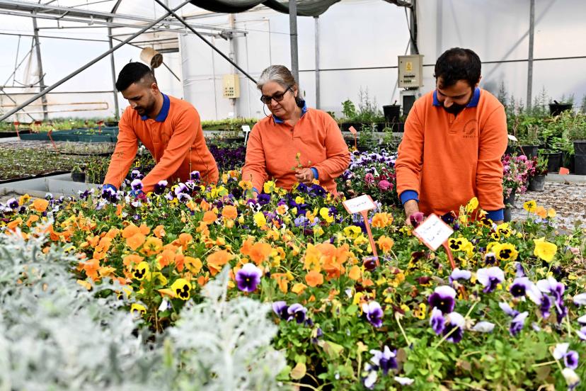 130 BİN DAL ÇİÇEKLE FENER MAHALLESİ RENKLENİYOR