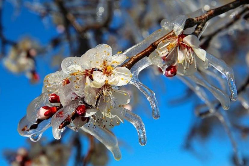 ANTALYA’DA GECEYE DİKKAT: ZİRAİ DON UYARISI