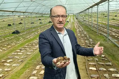 ANTALYA’DA KUZUGÖBEĞİ MANTARI SERADA YETİŞTİRYOR