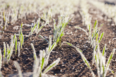 ANTALYA’DA ZİRAİ DON ALARMI