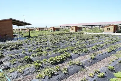 HOBİ BAHÇELERİNDE SERT DÜŞÜŞ