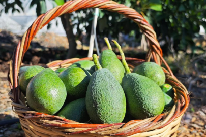ANTALYA’DA AVOKADO SEZONUNDA SON HASAT HEYECANI