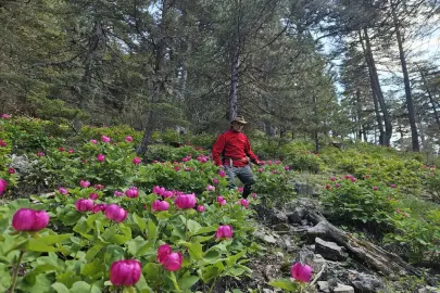 ŞAKAYIĞA DOKUNAN 699 BİN TL CEZA ÖDÜYOR