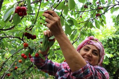 KİRAZ HASADINDA GEÇ BAŞLANGIÇ: GÖZLER İHRACATTA