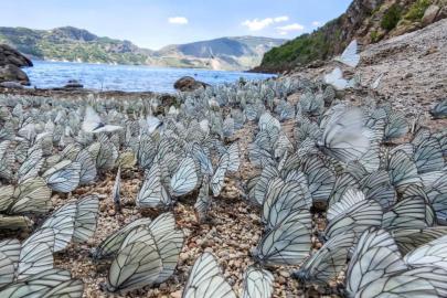 NEMRUT'TA KELEBEKLERDEN DOĞA MUCİZESİ