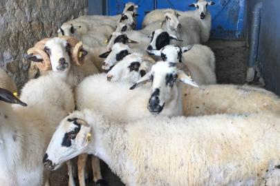 TİGEM’DEN 3 BİN 615 KÜÇÜKBAŞ İÇİN SATIŞ KARARI