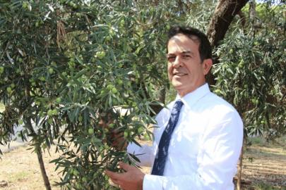 ANTALYA’DA ZEYTİNDE BEREKET YILI: HEDEF 70 BİN TON