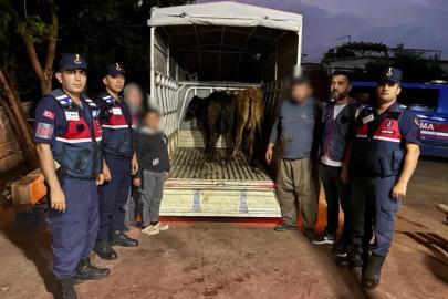 JASAT’TAN KORKUTELİ’DE HAYVAN HIRSIZLIĞINA OPERASYON