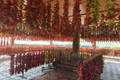 KALE BİBERİ TURİSTLERİN DE İLGİ ODAĞI OLDU