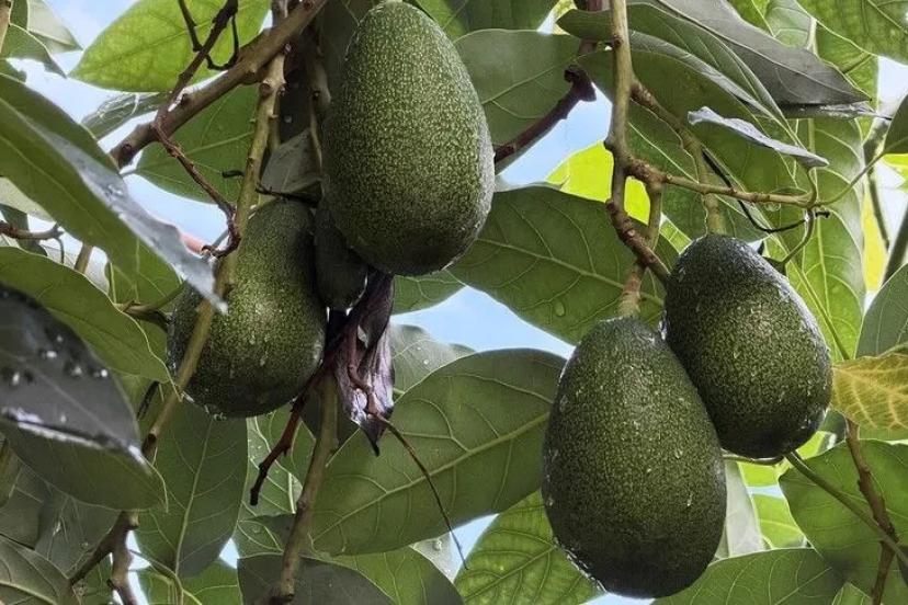 ALANYA AVOKADOSU DÜNYA PAZARINA AÇILIYOR