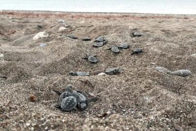 ANTALYA’DA 200 BİN CARETTA CARETTA DENİZLE BULUŞTU