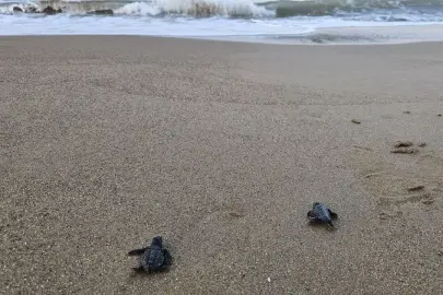 BELEK’TE 5 AYLIK CARETTA CARETTA MESAİSİ
