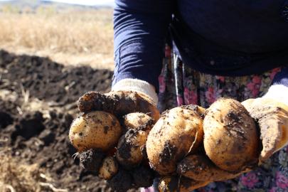 KORKUTELİ’NDE İLAÇSIZ PATATES HASADI
