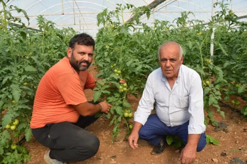 SERİK’TE DOMATES İÇİN GERİ SAYIM BAŞLADI