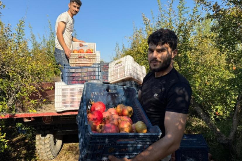 SERİK’TE NAR HASADI BAŞLADI, ÜRETİCİNİN GÖZÜ FİYATLARDA!
